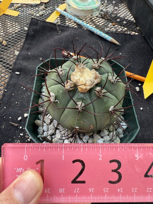 Gymnocalycium cabreraense rare plant large 218