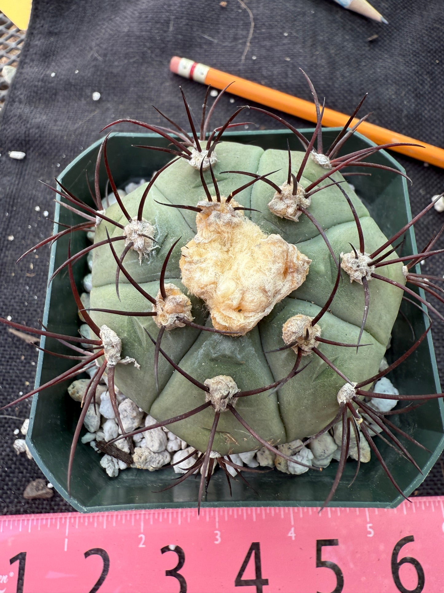 Gymnocalycium cabreraense rare plant large 218
