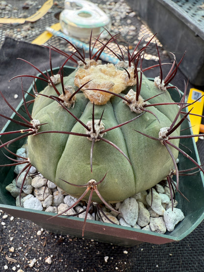 Gymnocalycium cabreraense rare plant large 218