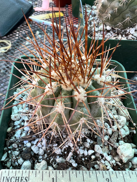 Copiapoa coquimbana cactus #1