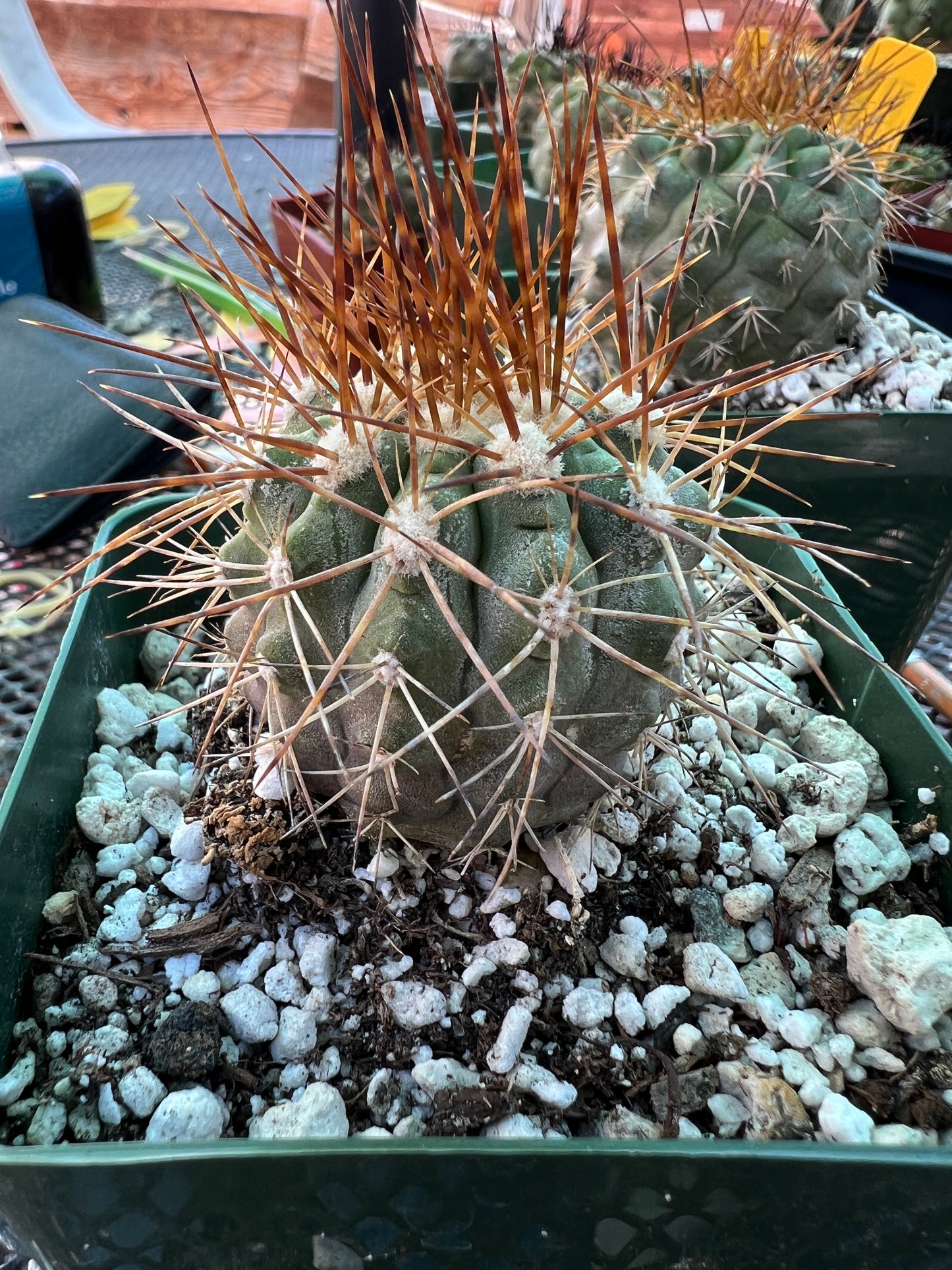 Copiapoa coquimbana cactus #1