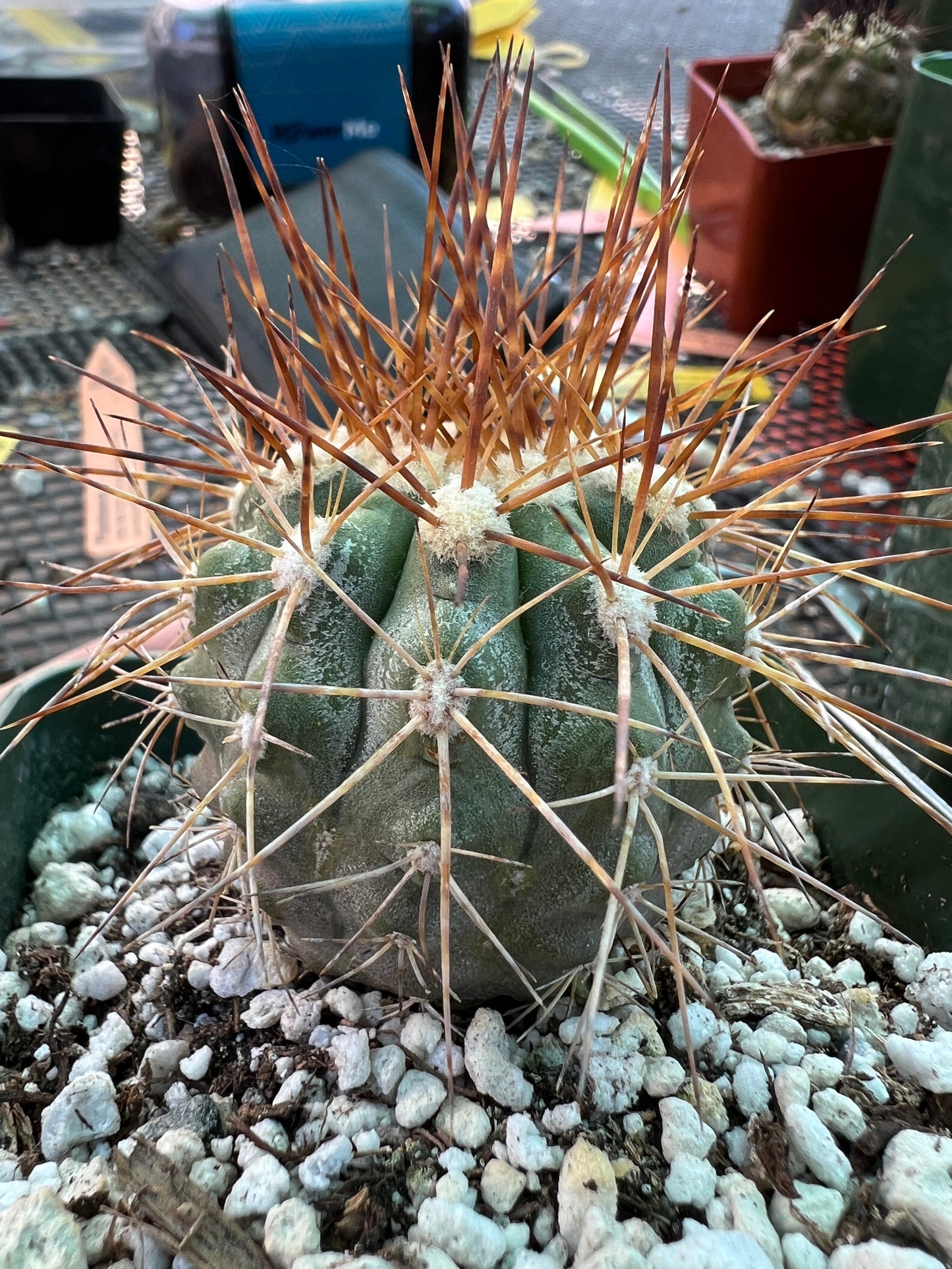 Copiapoa coquimbana cactus #1