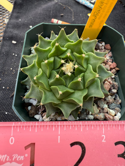 Obregonia denegrii rare plant nice 363