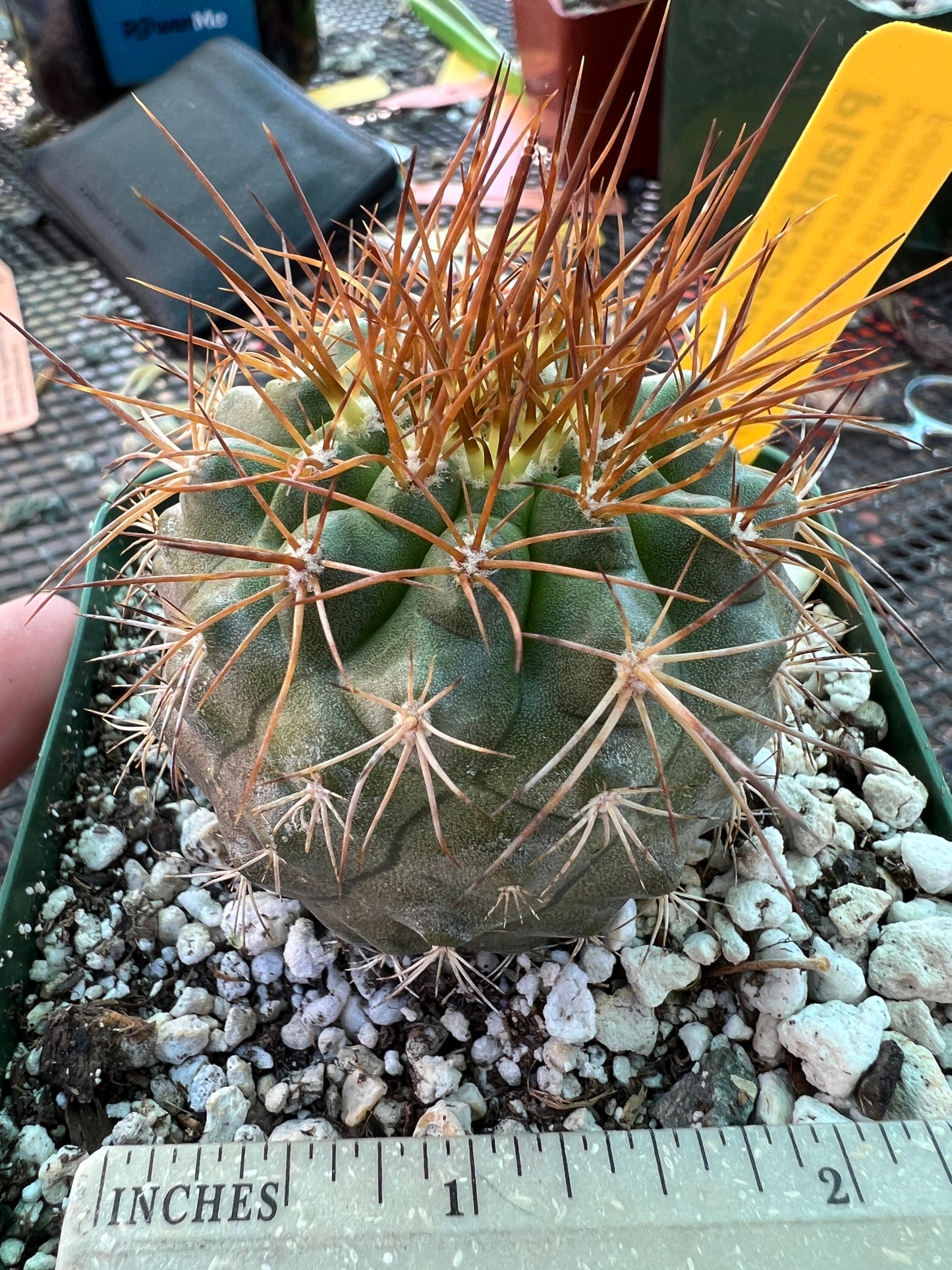 Copiapoa coquimbana cactus #2