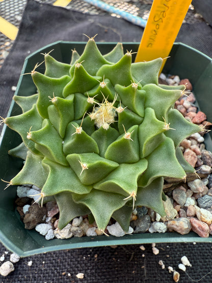 Obregonia denegrii rare plant nice 363