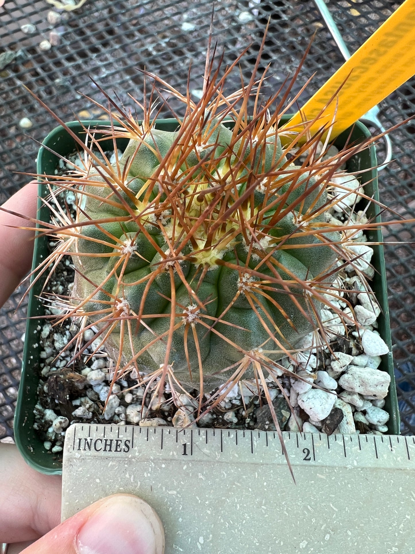 Copiapoa coquimbana cactus #2