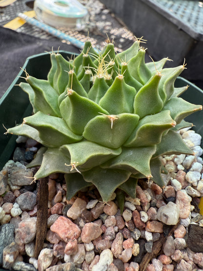 Obregonia denegrii rare plant nice 363