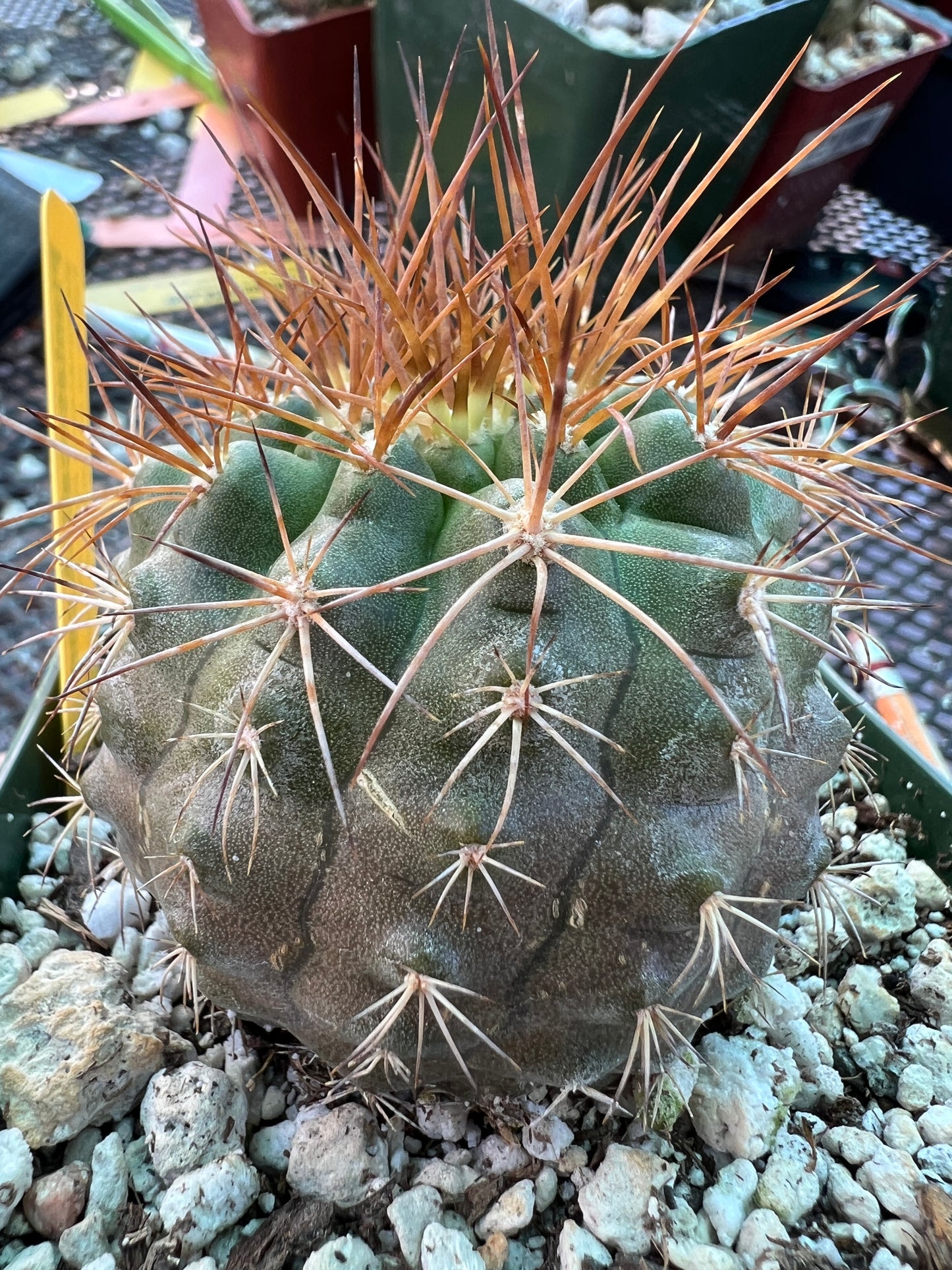 Copiapoa coquimbana cactus #2