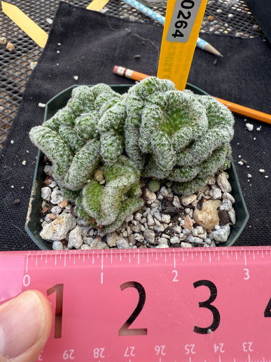 Mammillaria giselae crest very rare 264