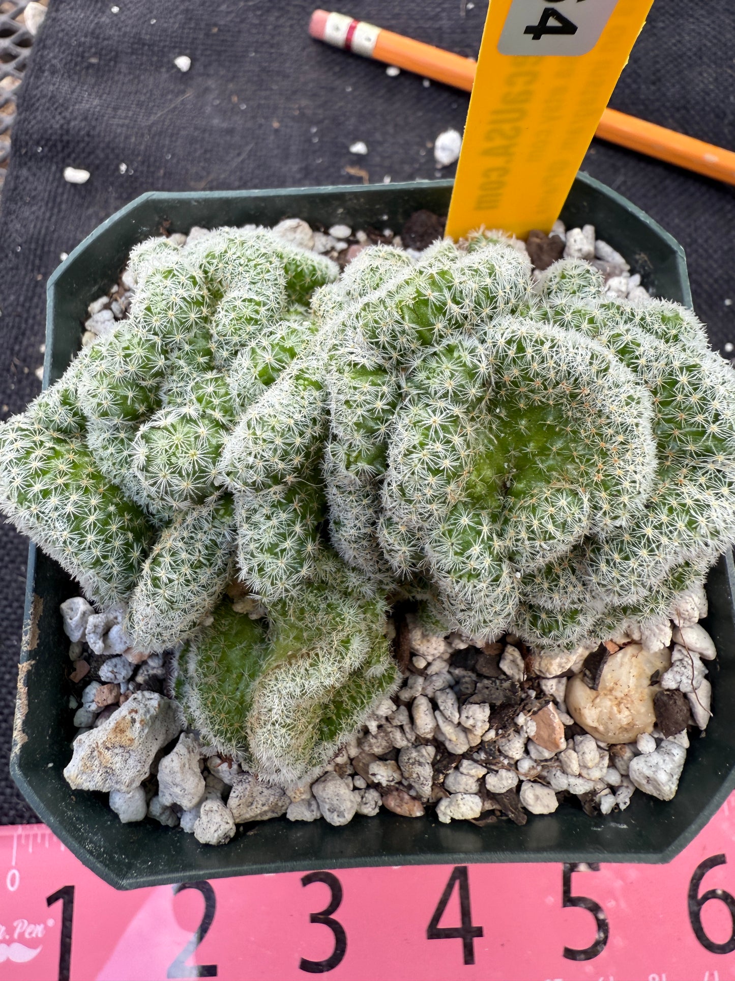 Mammillaria giselae crest very rare 264