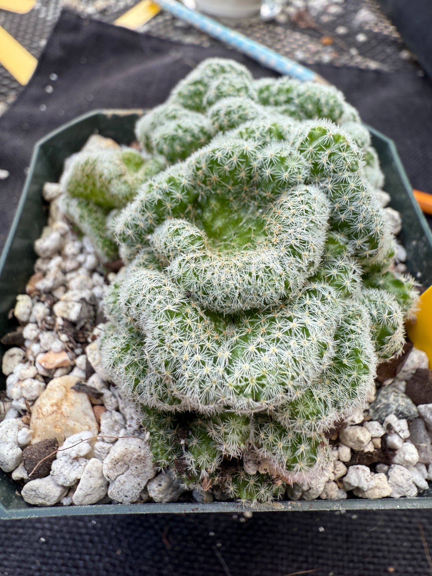 Mammillaria giselae crest very rare 264