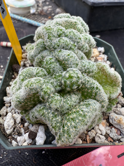 Mammillaria giselae crest very rare 264