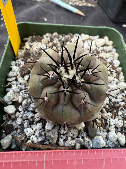 Copiapoa cinerea beautiful 206