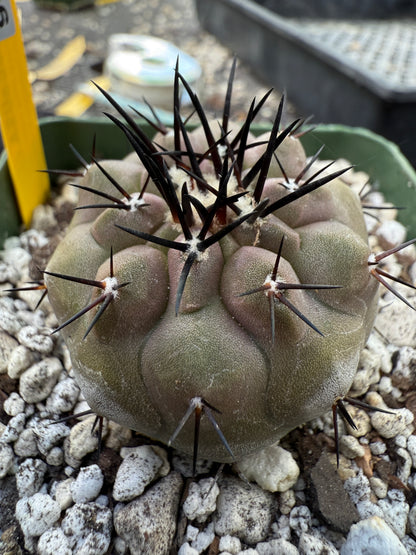 Copiapoa cinerea beautiful 206