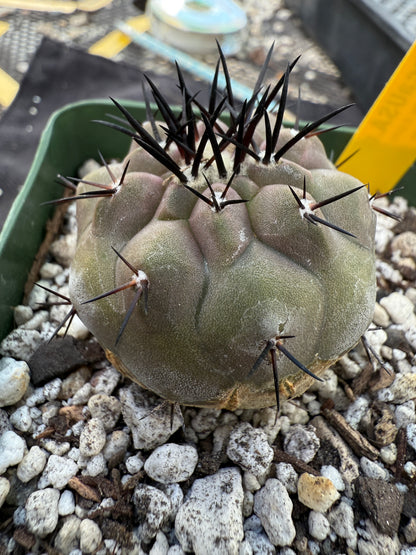 Copiapoa cinerea beautiful 206