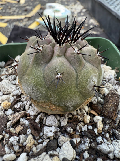 Copiapoa cinerea beautiful 206