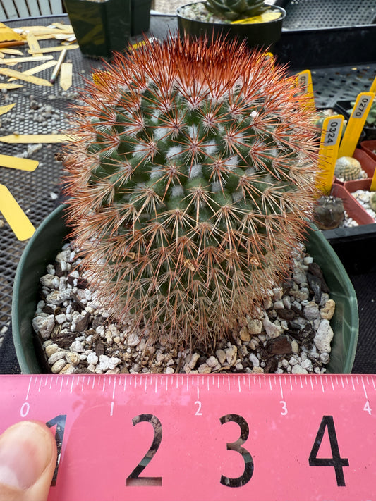 Mammillaria spinosissima rubrispina 371