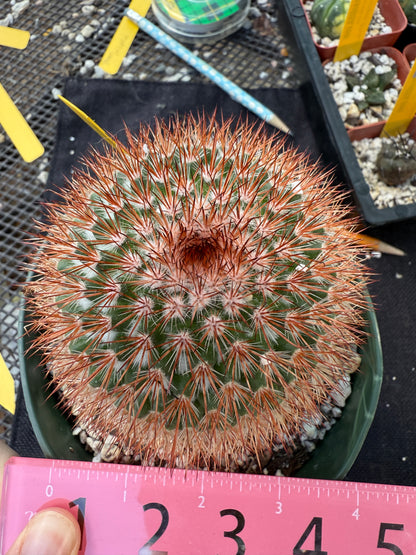 Mammillaria spinosissima rubrispina 371