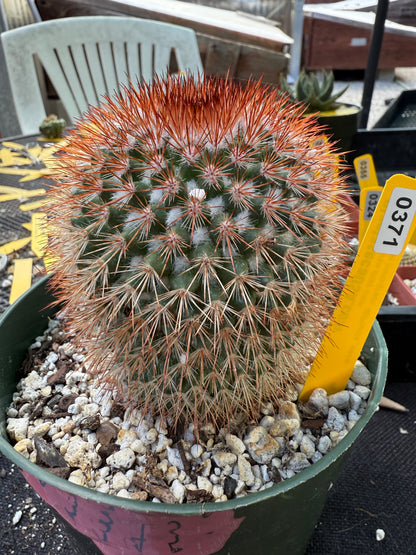 Mammillaria spinosissima rubrispina 371