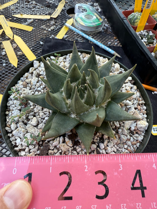 Ariocarpus trigonus in 6 inch pot nice form 251