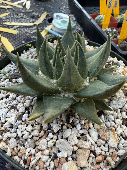 Ariocarpus trigonus in 6 inch pot nice form 251