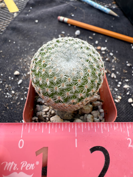 Mammillaria Tlalocii rare plant 247