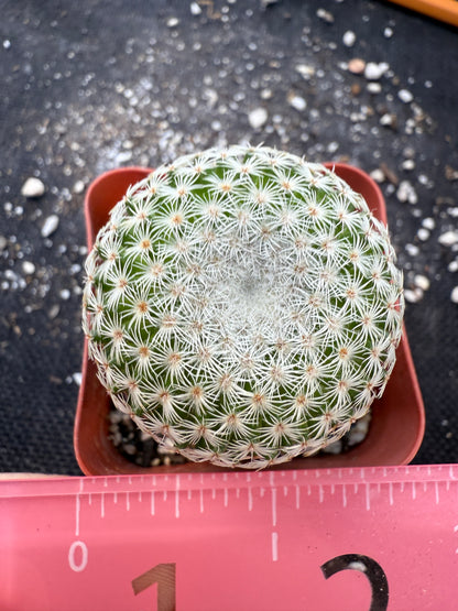 Mammillaria Tlalocii rare plant 247