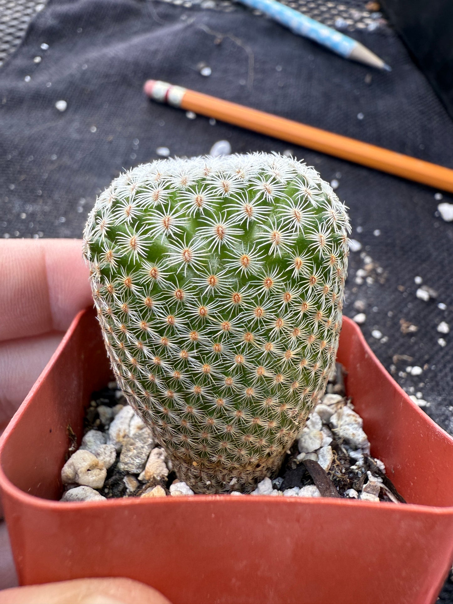 Mammillaria Tlalocii rare plant 247