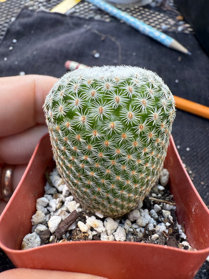 Mammillaria Tlalocii rare plant 247