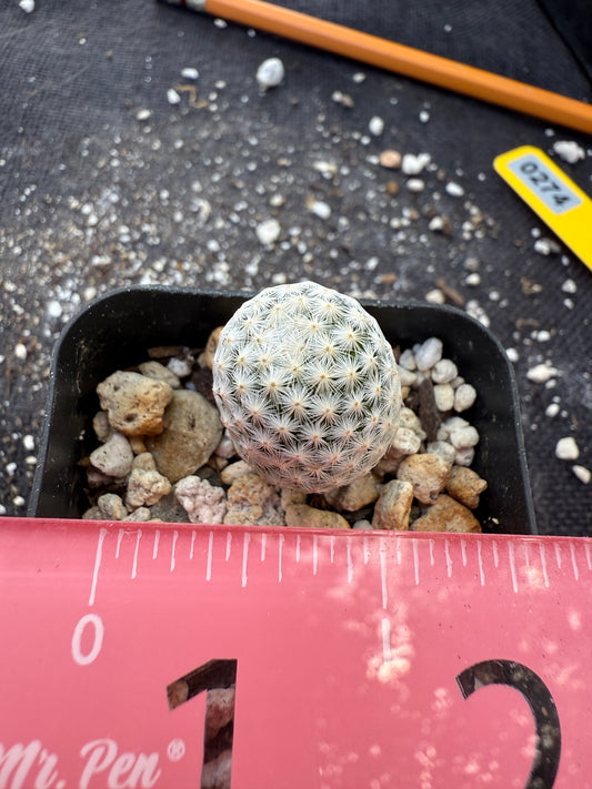 Mammillaria albiflora very rare plant 274