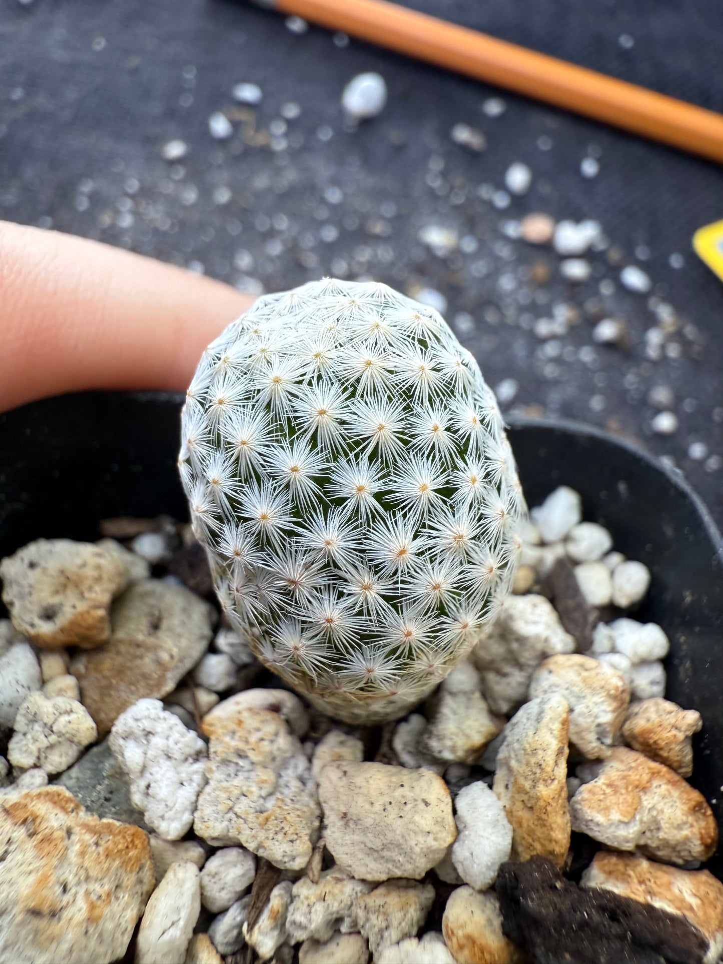 Mammillaria albiflora very rare plant 274