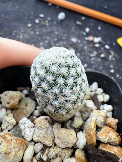 Mammillaria albiflora very rare plant 274
