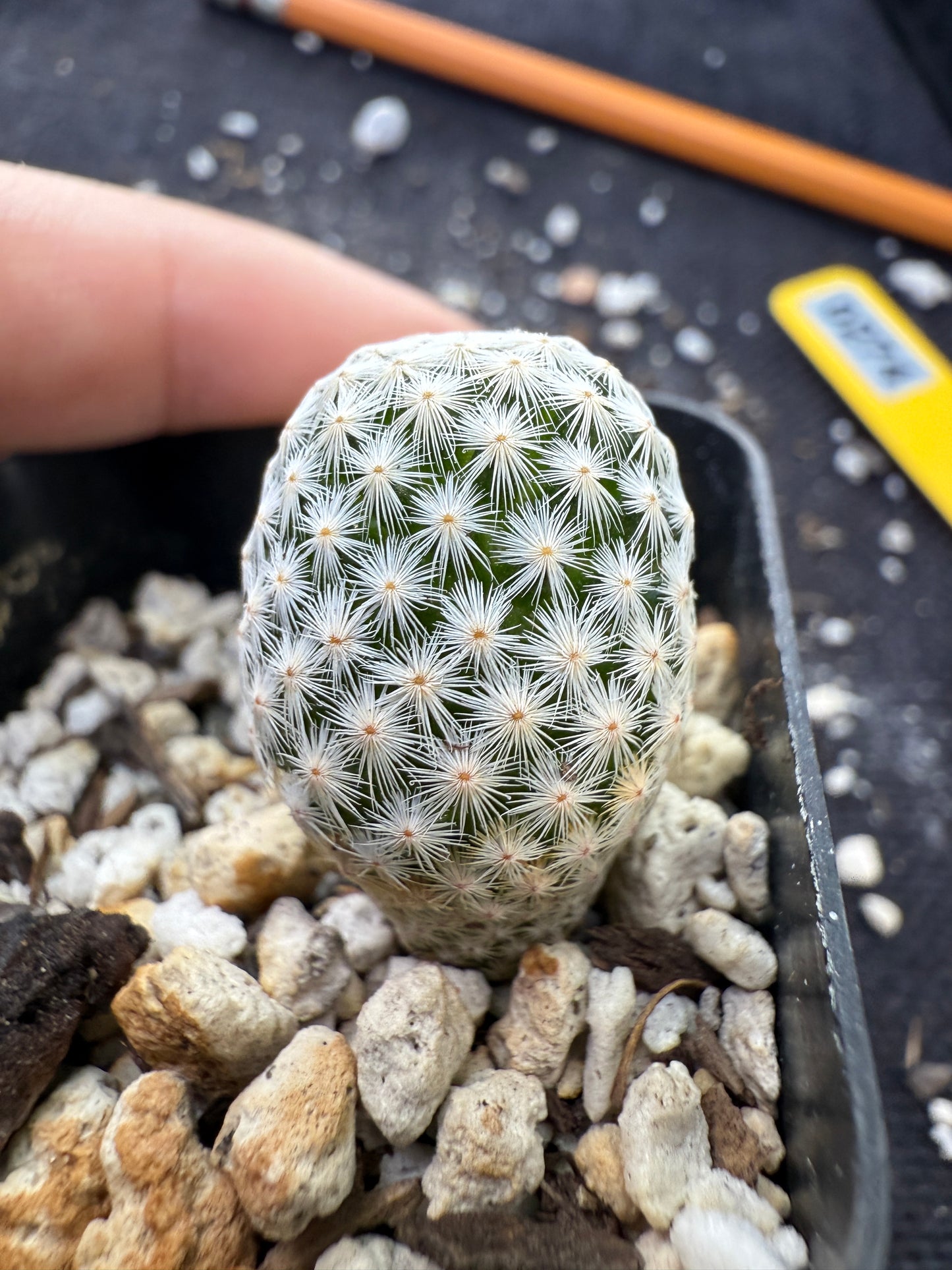 Mammillaria albiflora very rare plant 274