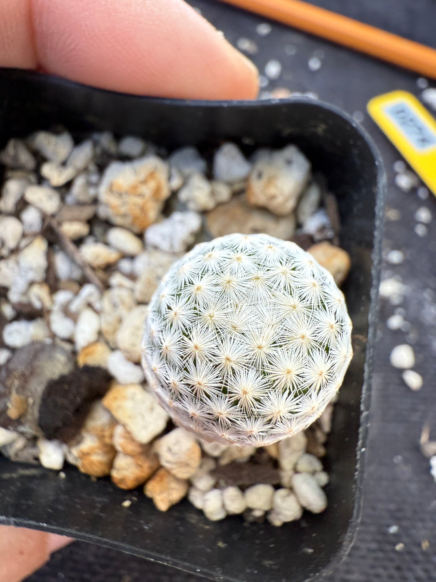 Mammillaria albiflora very rare plant 274