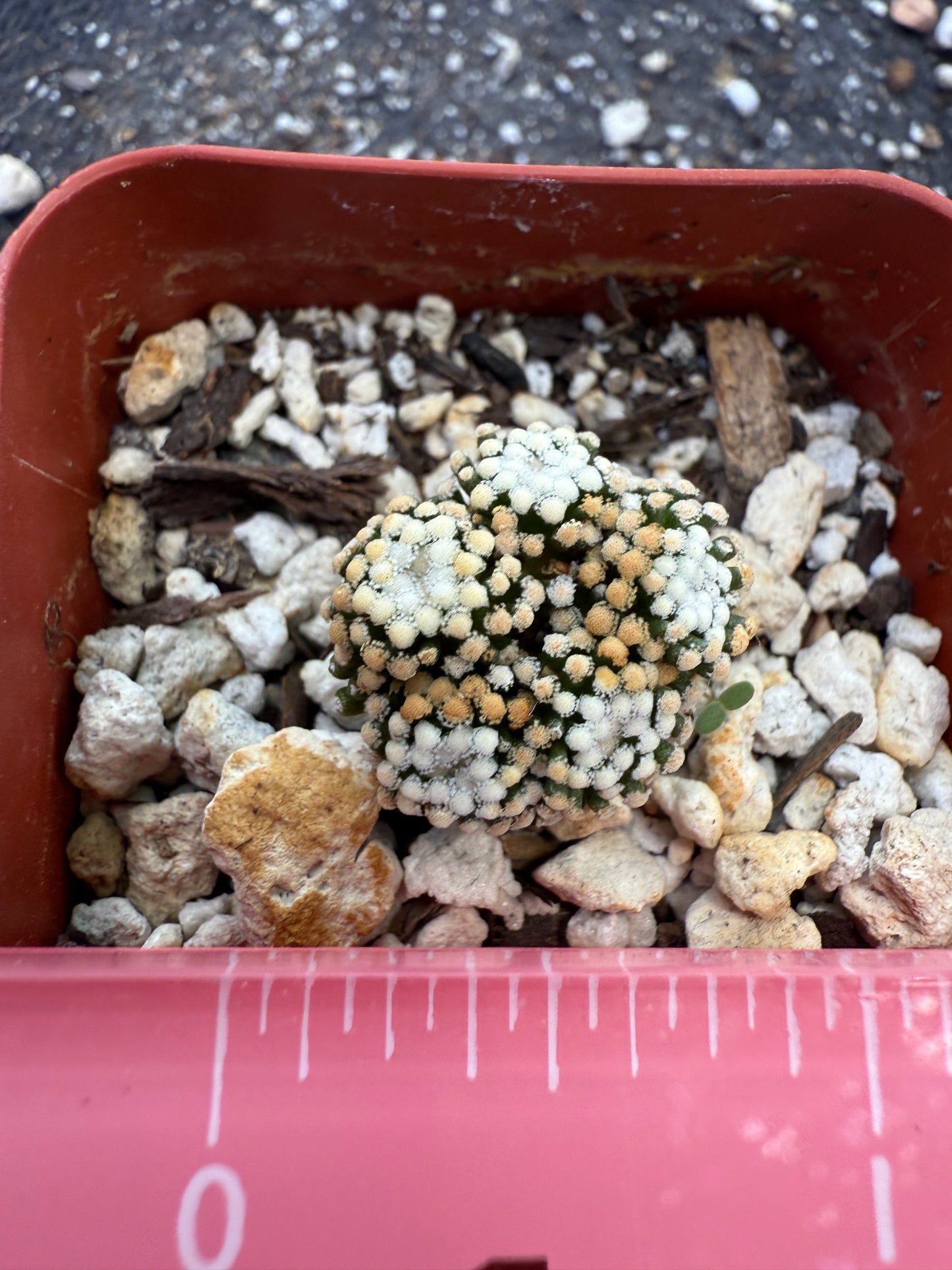 Mammillaria leuthyi very rare 5 head 193