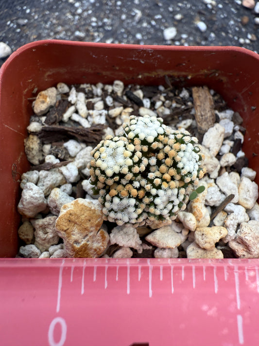 Mammillaria leuthyi very rare 5 head 193