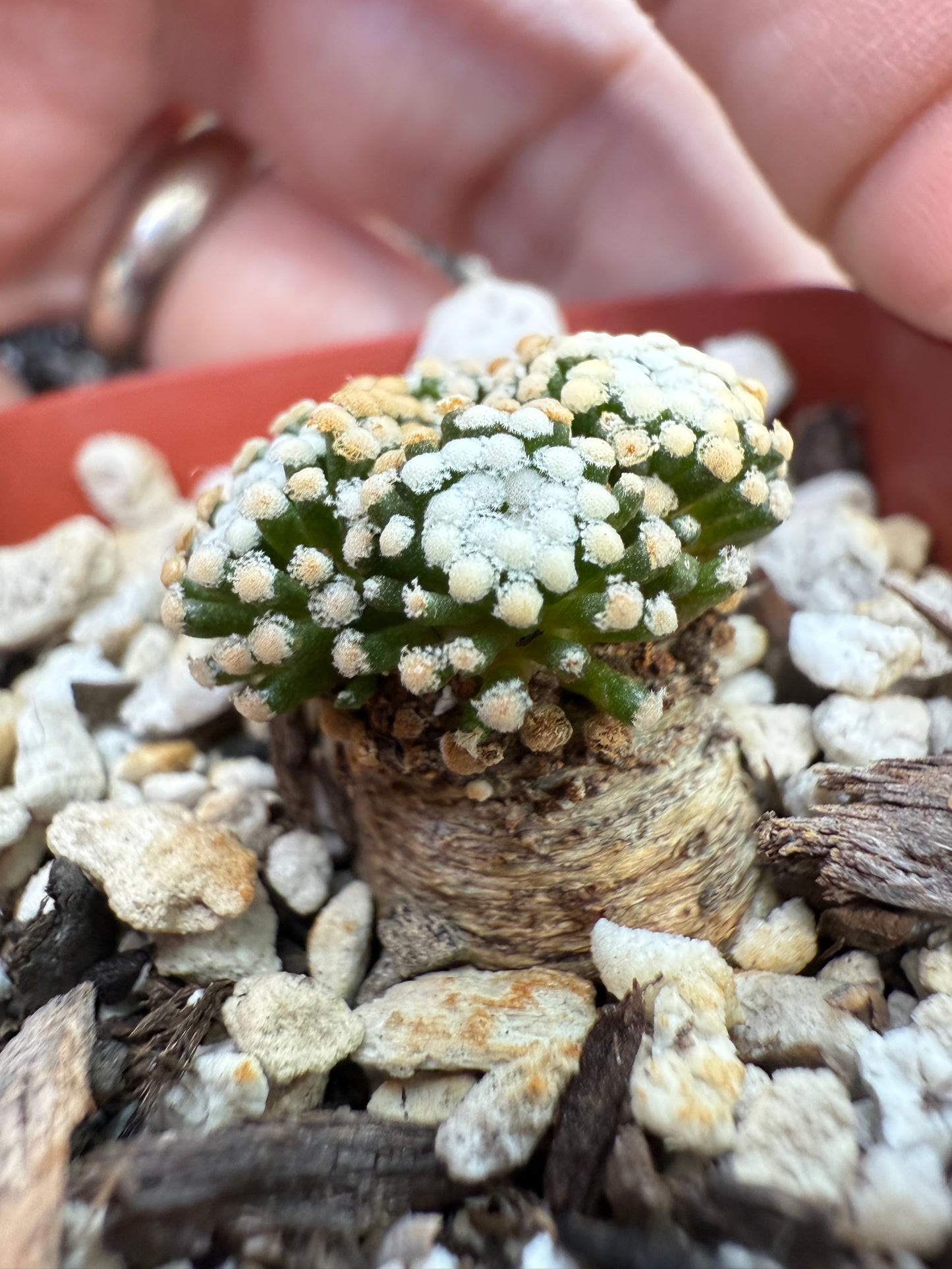 Mammillaria leuthyi very rare 5 head 193