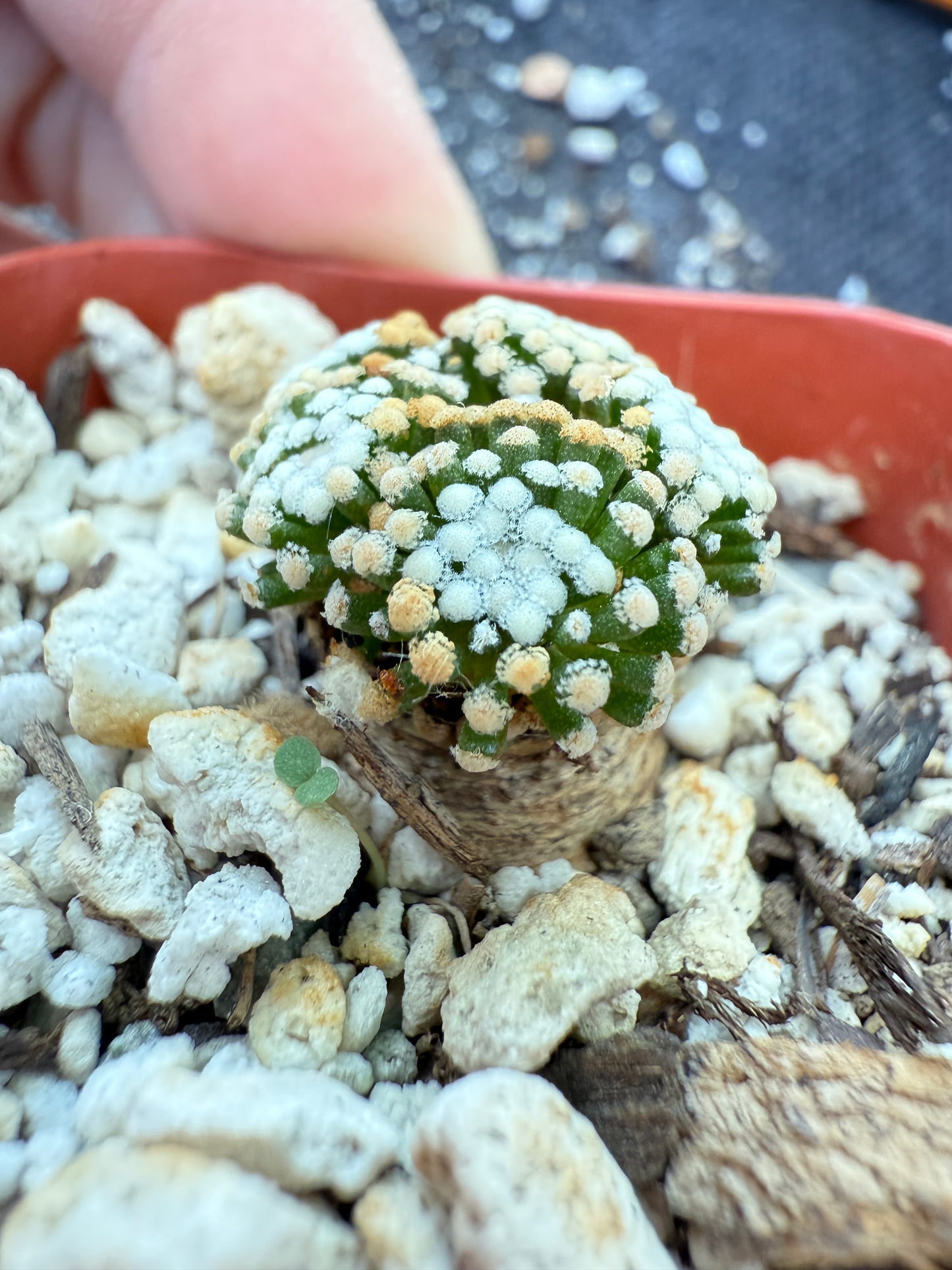 Mammillaria leuthyi very rare 5 head 193