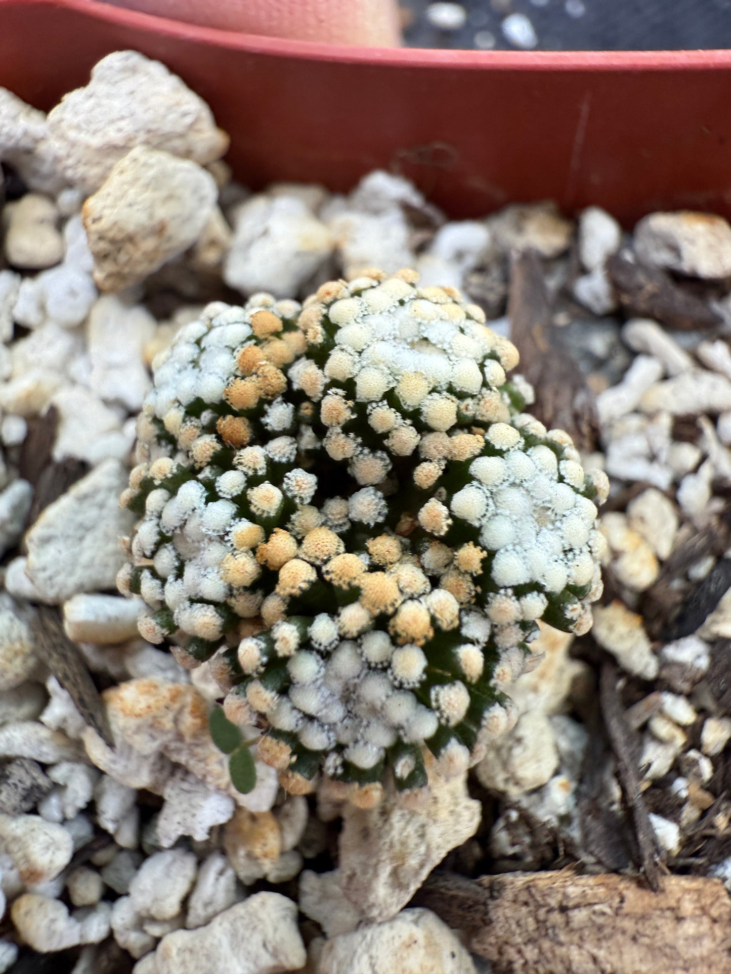 Mammillaria leuthyi very rare 5 head 193
