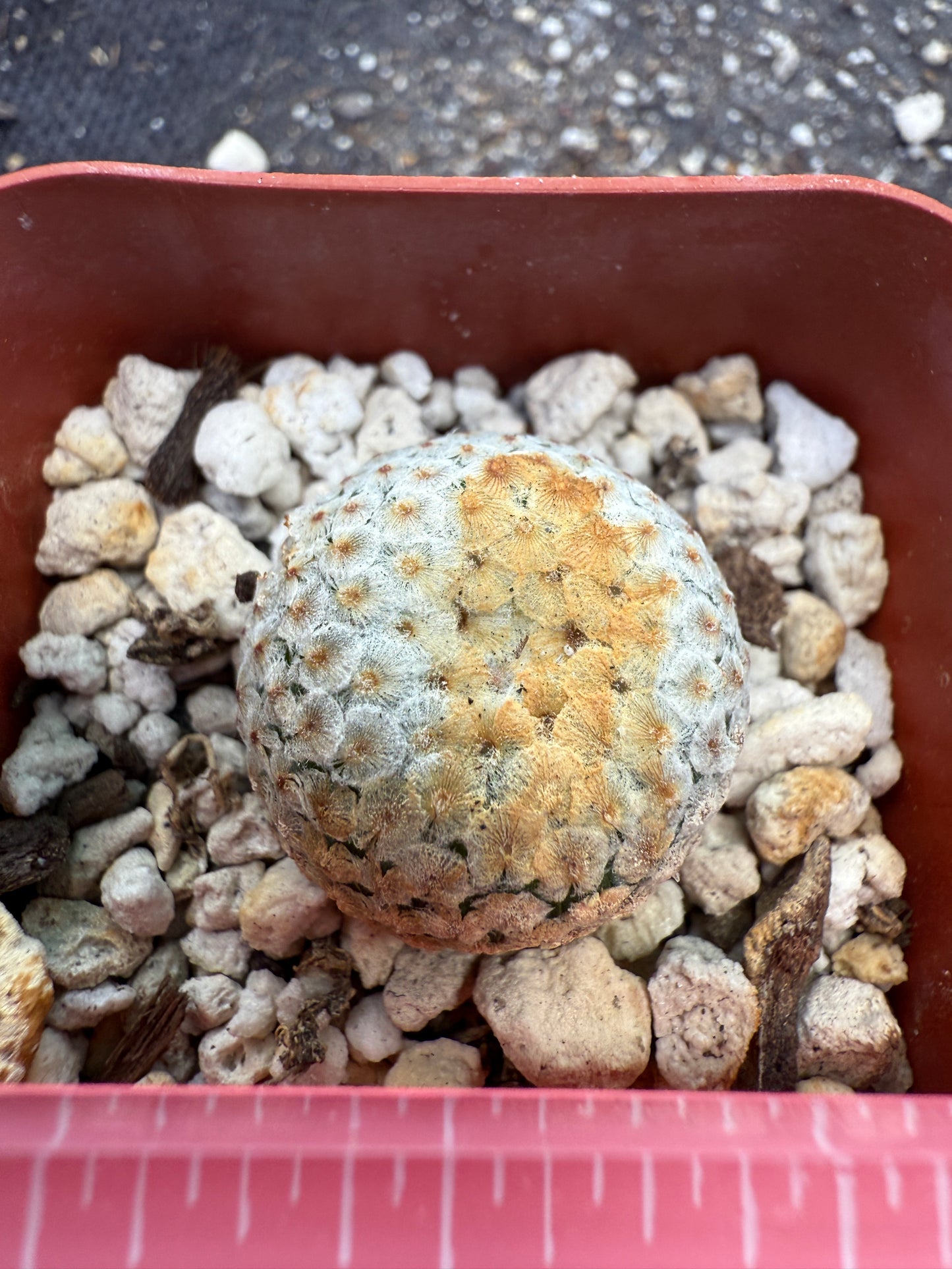 Mammillaria breviplumosa rare plant 270