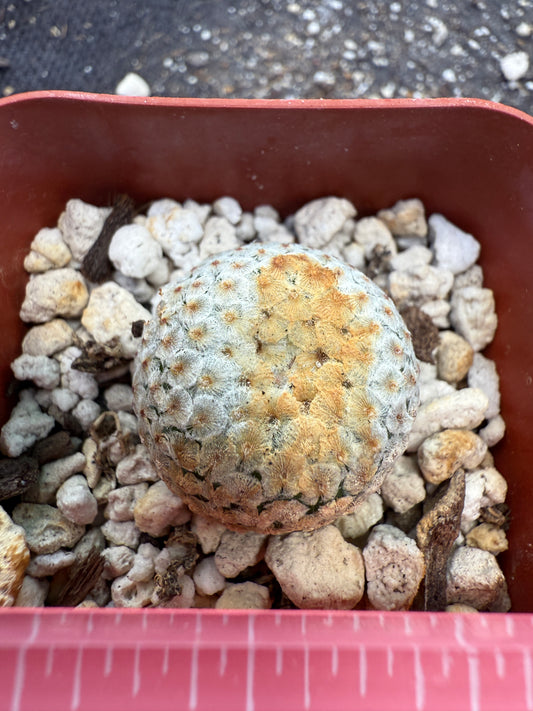 Mammillaria breviplumosa rare plant 270