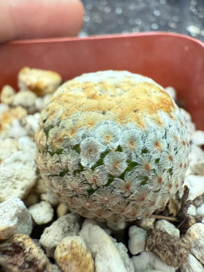 Mammillaria breviplumosa rare plant 270