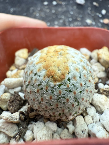 Mammillaria breviplumosa rare plant 270