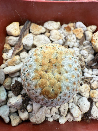 Mammillaria breviplumosa rare plant 270
