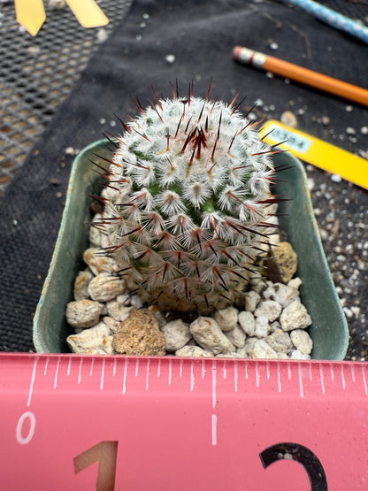 Mammillaria perezdelarosae andersoniana rare plant 384