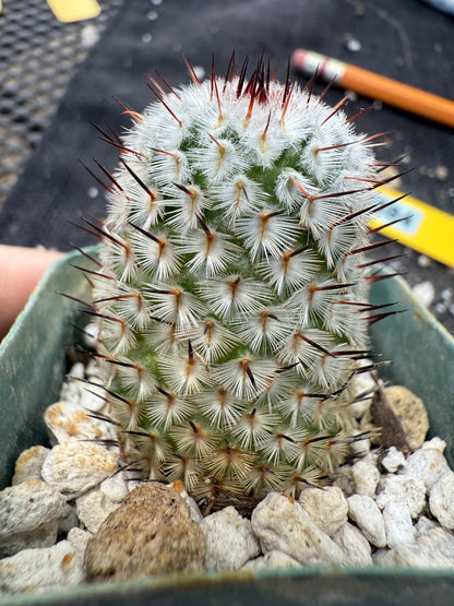 Mammillaria perezdelarosae andersoniana rare plant 384