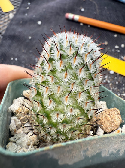 Mammillaria perezdelarosae andersoniana rare plant 384