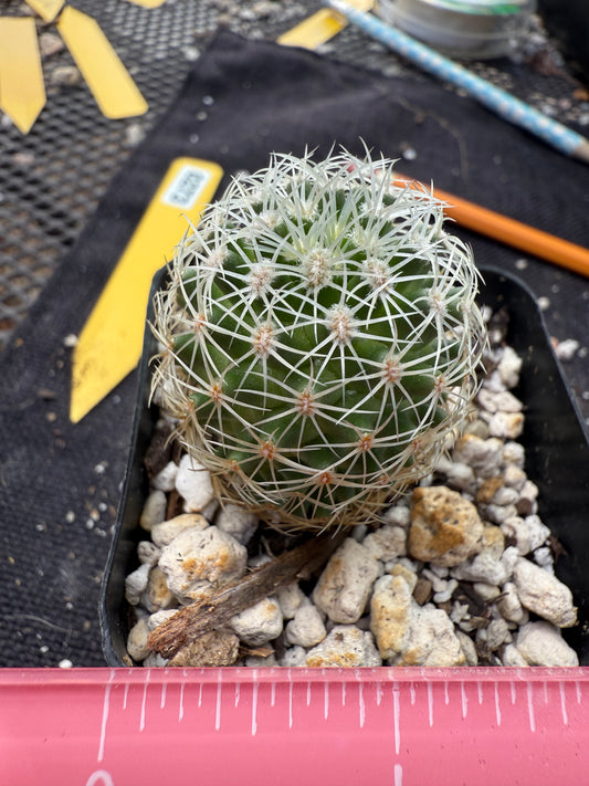 Mammillaria napina extremely rare cactus 273