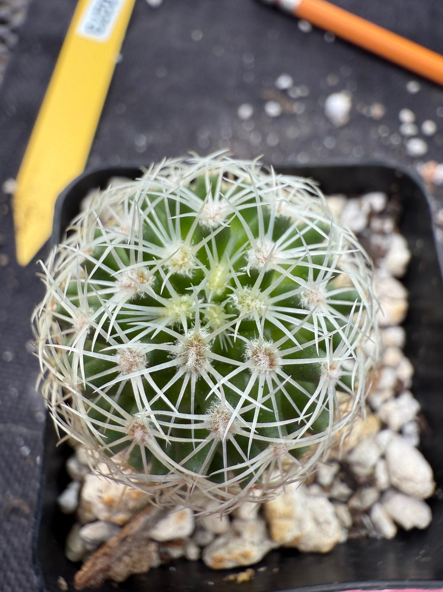 Mammillaria napina extremely rare cactus 273