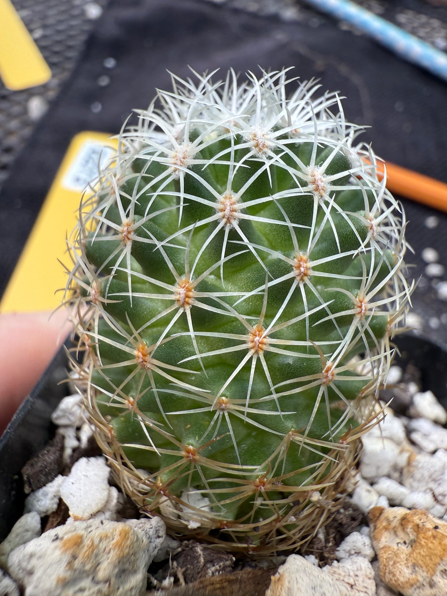 Mammillaria napina extremely rare cactus 273